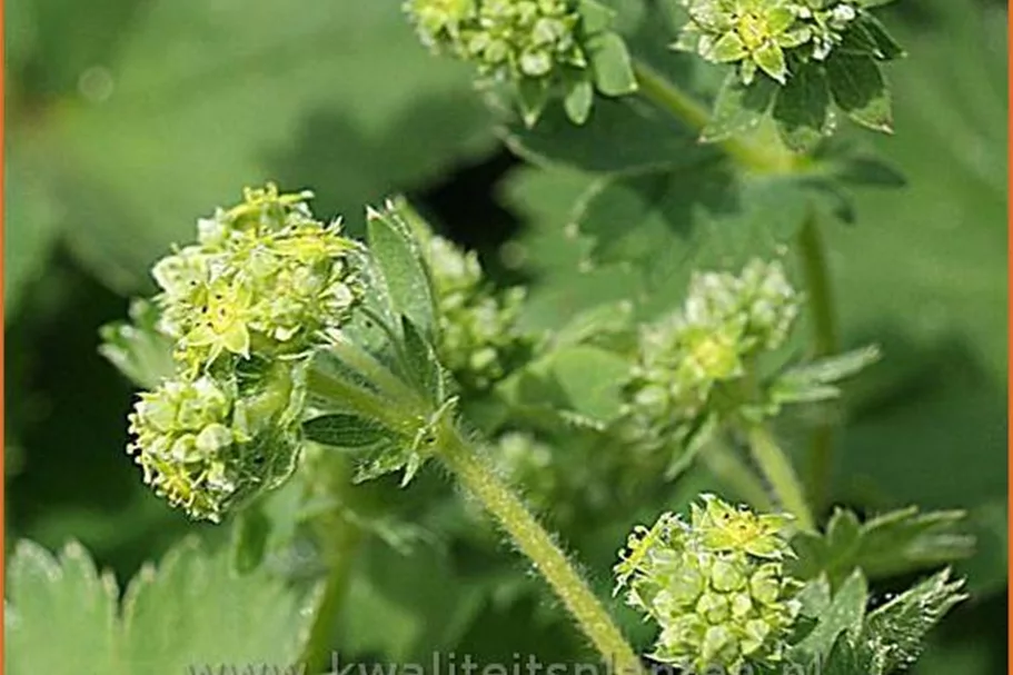 Alchemilla caucasica