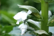 Acanthus mollis 'Rue Ledan'