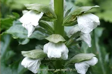 Acanthus mollis 'Rue Ledan'