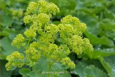 Alchemilla epipsila