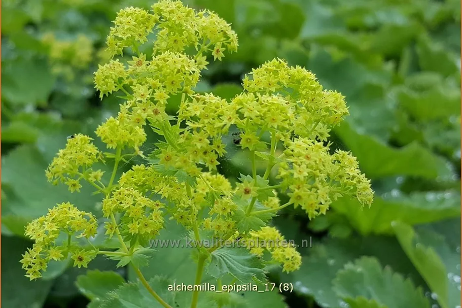 Alchemilla epipsila