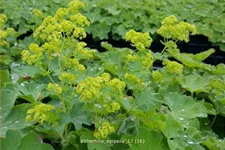 Alchemilla epipsila