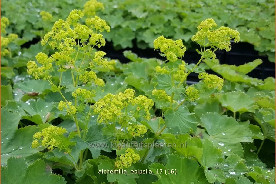 Alchemilla epipsila
