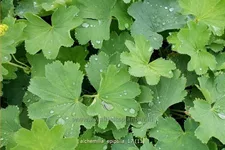 Alchemilla epipsila
