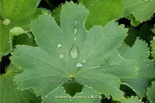 Alchemilla epipsila