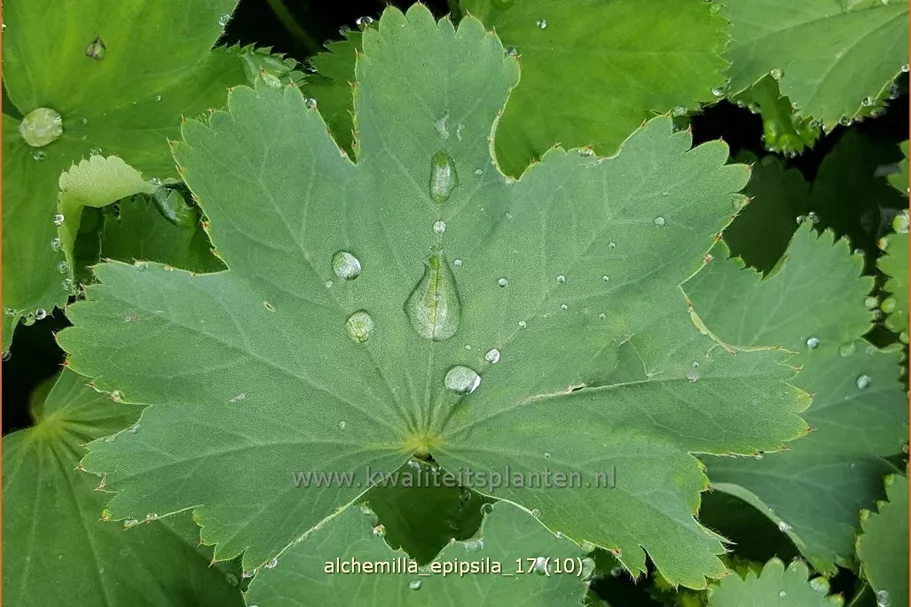 Alchemilla epipsila