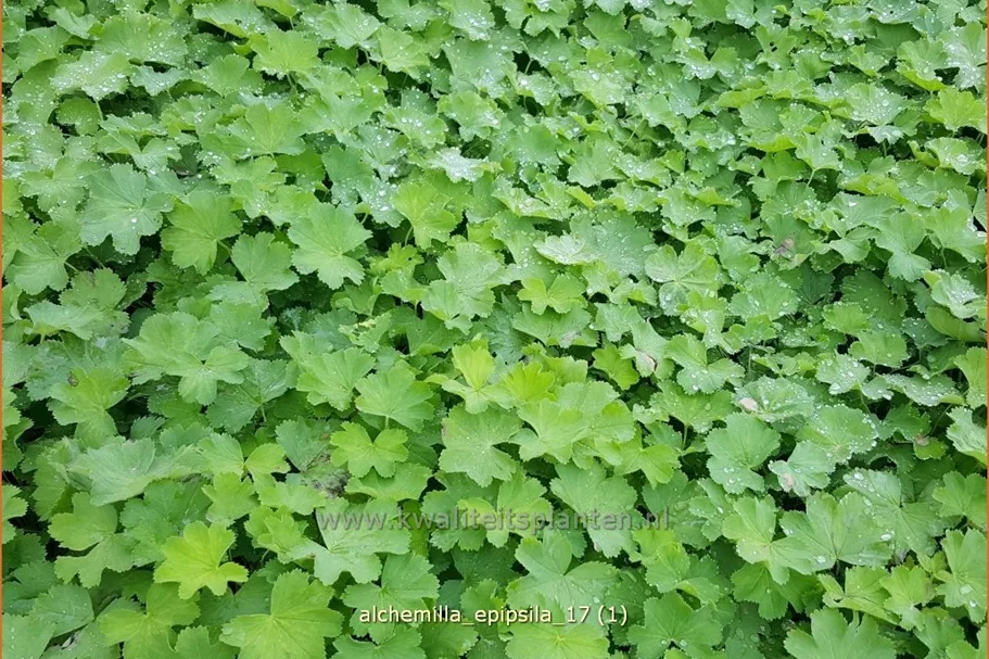 Alchemilla epipsila