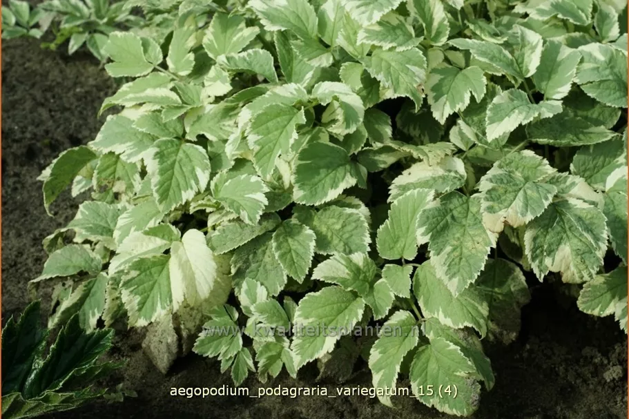 Aegopodium podagraria 'Variegatum'