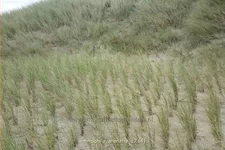 Ammophila arenaria