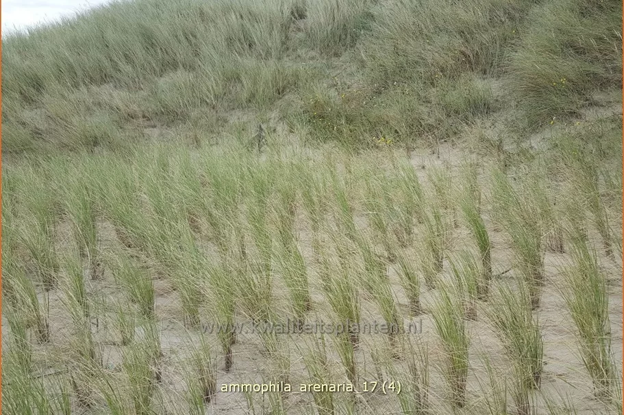 Ammophila arenaria
