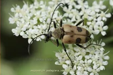 Aegopodium podagraria 'Variegatum'