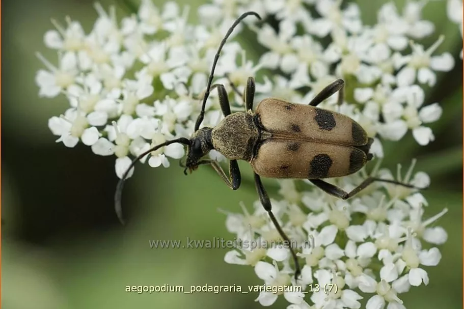 Aegopodium podagraria 'Variegatum'