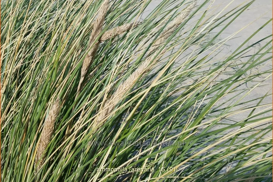 Ammophila arenaria