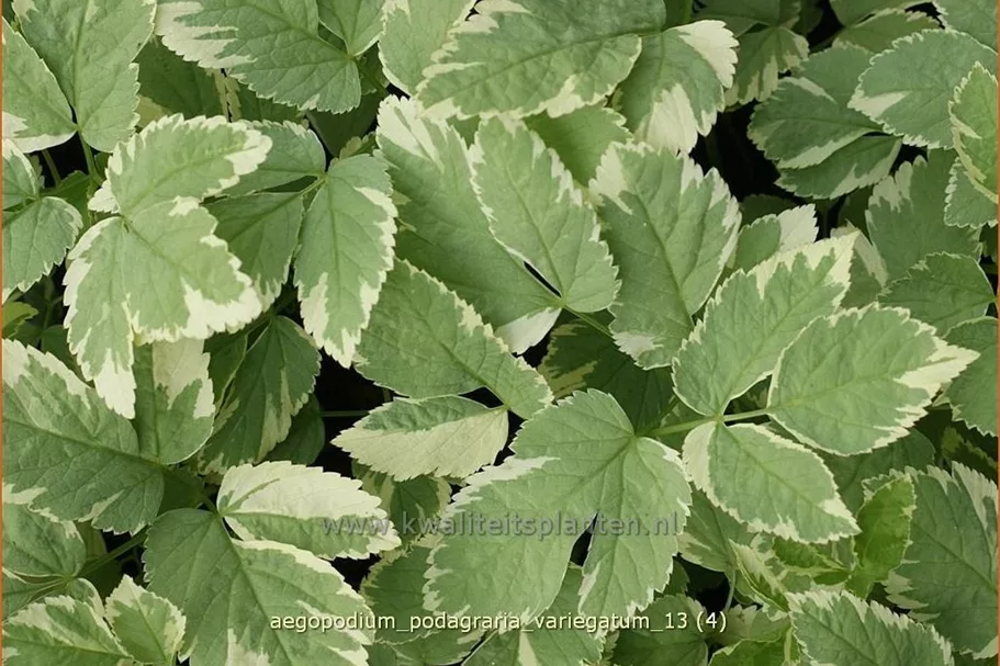 Aegopodium podagraria 'Variegatum'