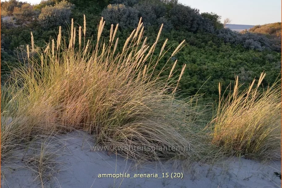 Ammophila arenaria