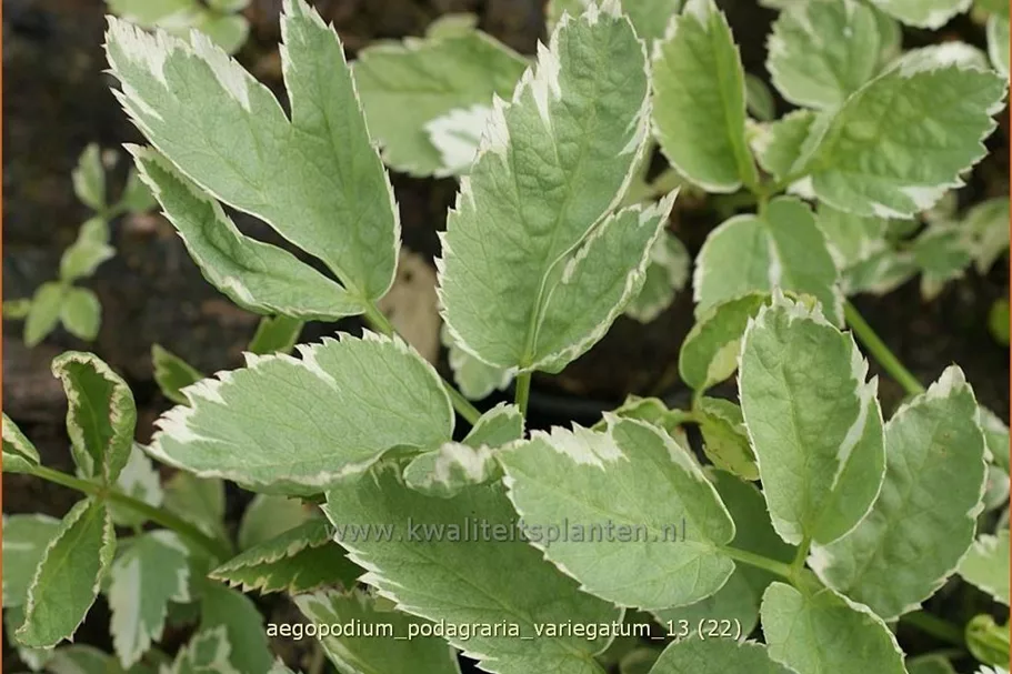 Aegopodium podagraria 'Variegatum'