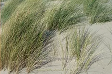 Ammophila arenaria