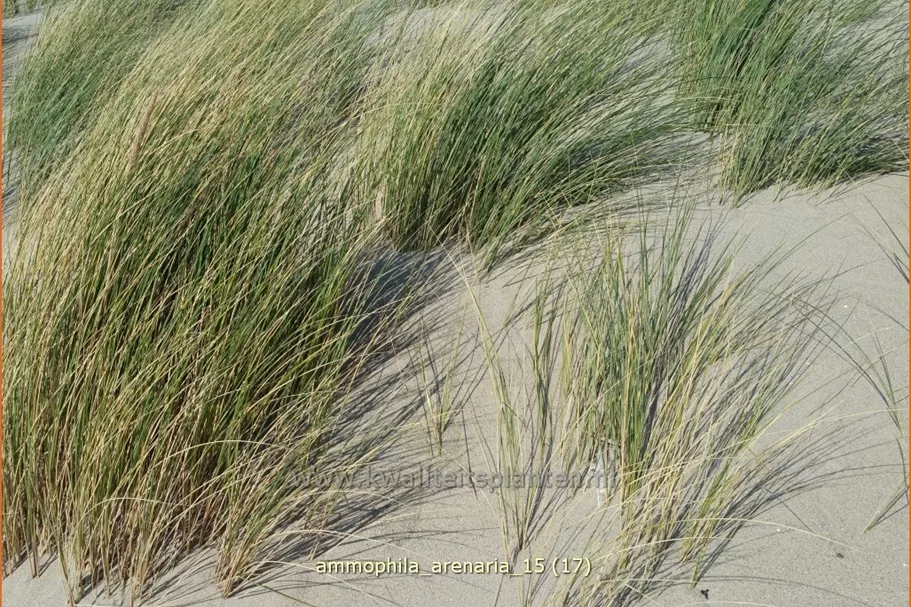 Ammophila arenaria