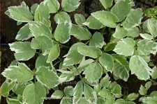 Aegopodium podagraria 'Variegatum'