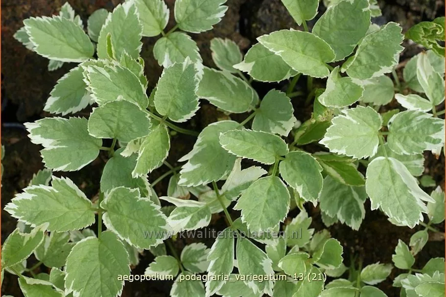 Aegopodium podagraria 'Variegatum'
