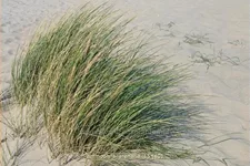 Ammophila arenaria