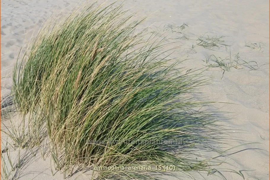 Ammophila arenaria