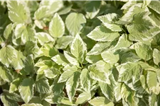 Aegopodium podagraria 'Variegatum'