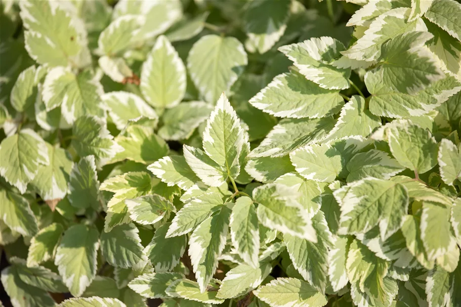 Aegopodium podagraria 'Variegatum'