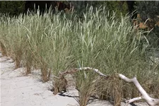 Ammophila arenaria