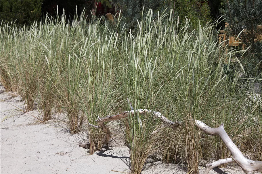 Ammophila arenaria