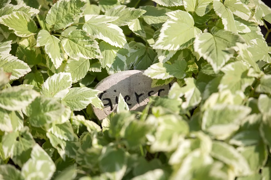 Aegopodium podagraria 'Variegatum'