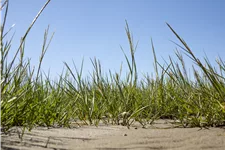 Ammophila arenaria