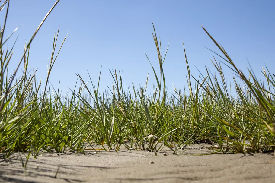 Ammophila arenaria