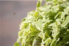 Aegopodium podagraria 'Variegatum'