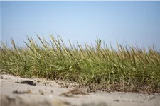 Ammophila arenaria