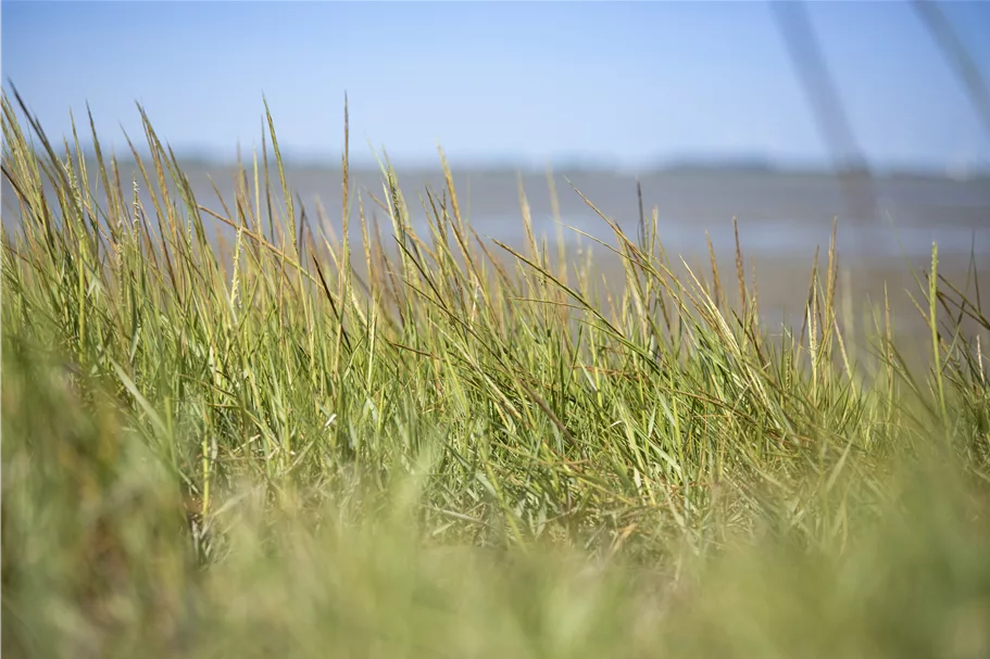 Ammophila arenaria