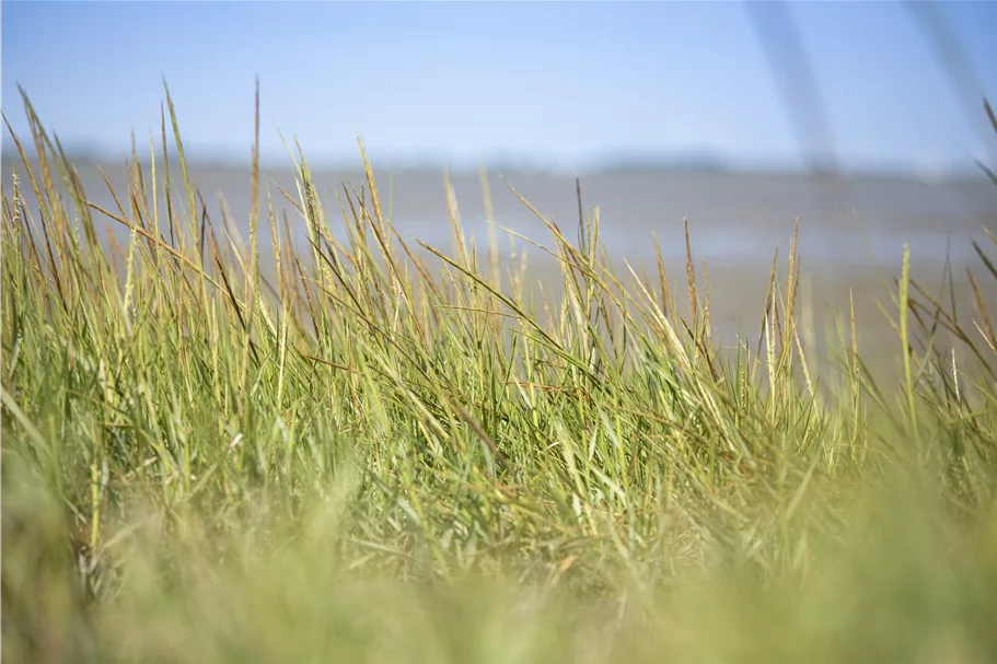 Ammophila arenaria