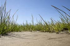 Ammophila arenaria