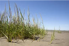 Ammophila arenaria