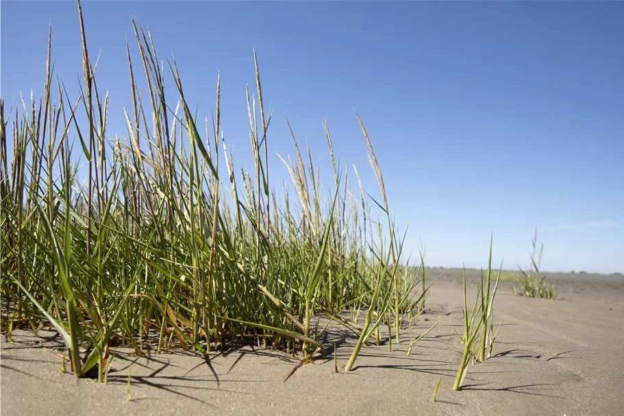 Ammophila arenaria