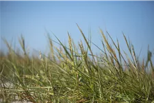 Ammophila arenaria
