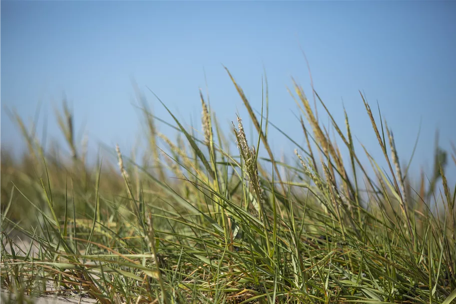 Ammophila arenaria
