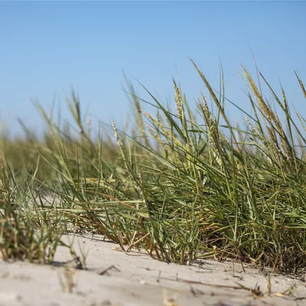 Ammophila arenaria