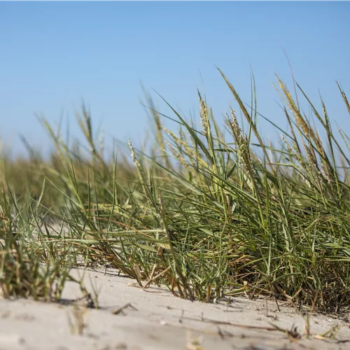 Ammophila arenaria
