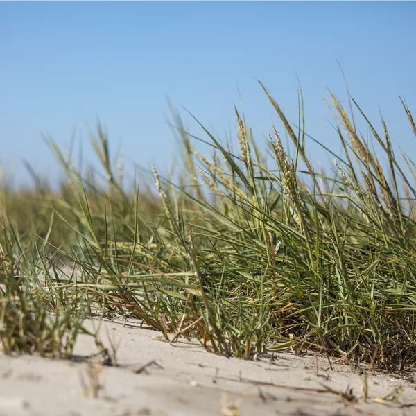 Ammophila arenaria