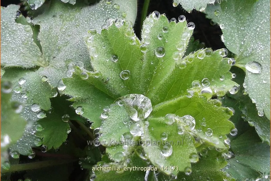 Alchemilla erythropoda