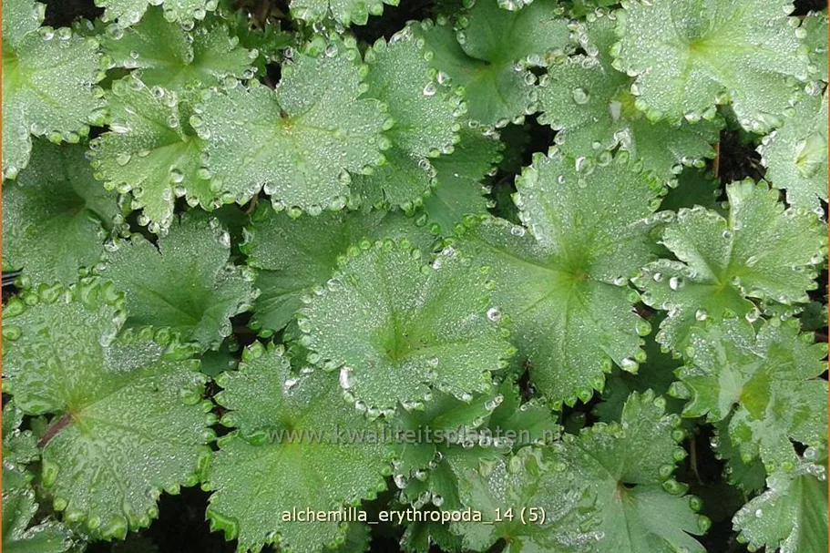 Alchemilla erythropoda