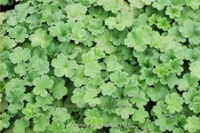 Alchemilla erythropoda