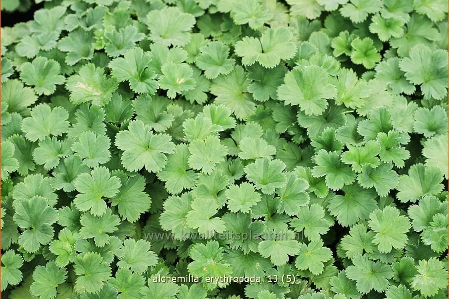 Alchemilla erythropoda