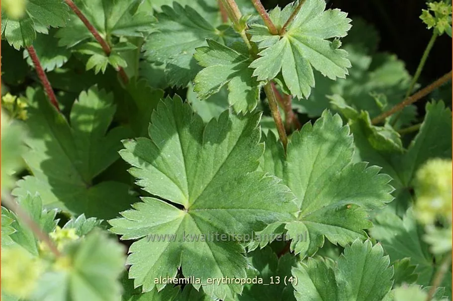 Alchemilla erythropoda
